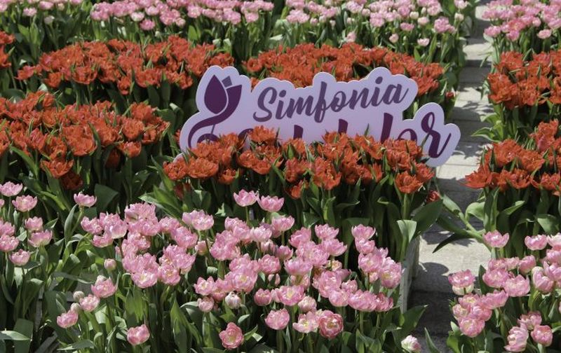 simfonia lalelelor 2022