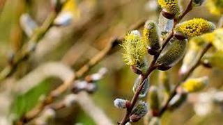 tradiții Florii, salcie