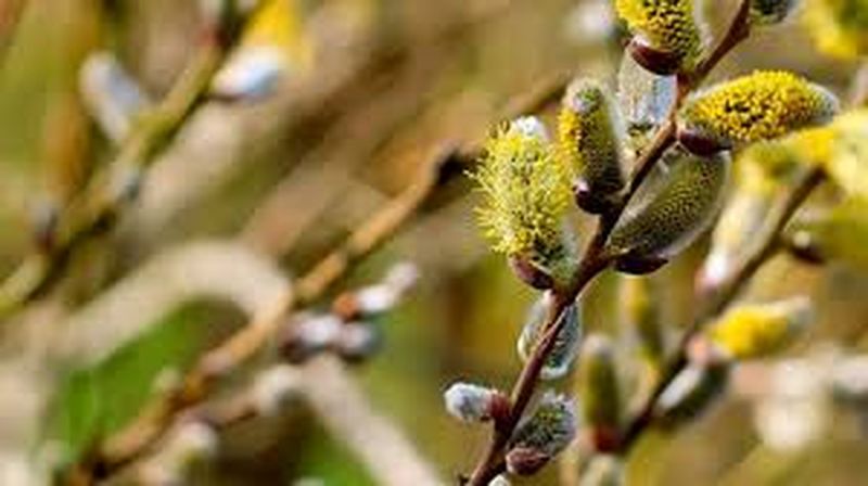 tradiții Florii, salcie