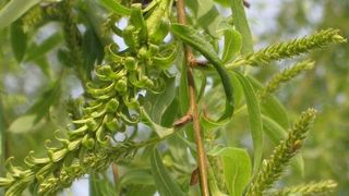 Tradiţii în Duminica Floriilor 2022: Ce trebuie să faci cu salcia luată de la Biserică? Obiceiuri care ne aduc sănătate şi linişte în suflet