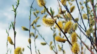 tradiții Florii, salcie