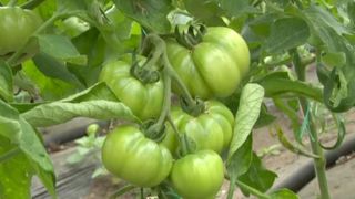 VIDEO - România pierde anual mii de muncitori sezonieri. Agricultorii sunt nevoiți să lucreze singuri