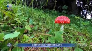 Ciupercile vorbitoare