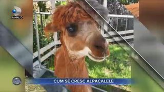Ferma de Alpacale