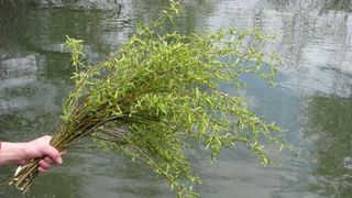 Floriile 2022: Ce semnificaţie are salcia sfinţită pe care o luăm de la Biserică?