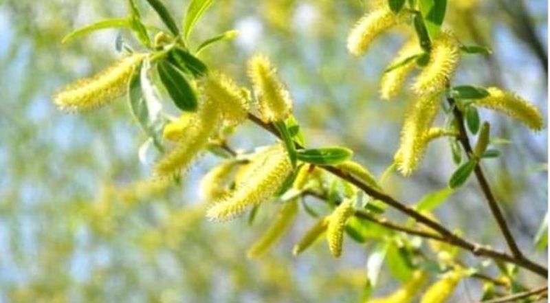 Floriile 2022: Ce semnificaţie are salcia sfinţită pe care o luăm de la Biserică?