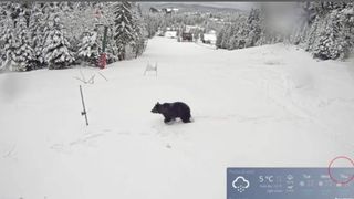 VIDEO | Schimbările dese ale vremii și trecerea de la frig la căldură au scos urșii din hibernare