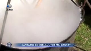 C&acirc;ntatul cocoșului, tot mai căutat