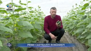 Primii castraveți rom&acirc;nești
