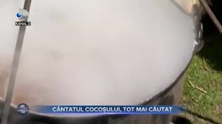 C&acirc;ntatul cocoșului, tot mai căutat