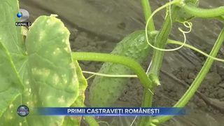 Primii castraveți rom&acirc;nești