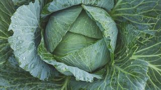 VIDEO | Primele "verze românești" au apărut în piețe, deși fermierii spun că abia după 5 mai vor avea prima recoltă. Vezi cât costă un kilogram