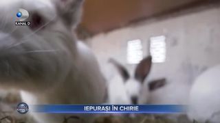 Iepurașii &icirc;n chirie