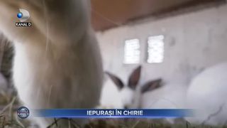 Iepurași &icirc;n chirie