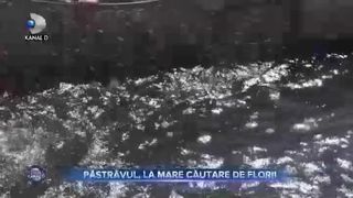 Păstrăvul, la mare căutare de Florii