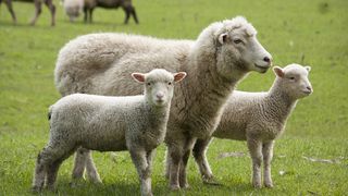 Trei bărbaţi sunt cercetaţi după ce au furat dintr-o gospodărie şapte miei şi trei câini ciobăneşti