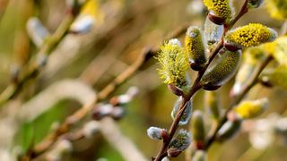 Ce se dă de pomană în sâmbăta Floriilor?