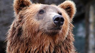 copii-atacati-de-urs-la-sibiu