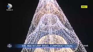 Cel mai scump brad, cumpărat ilegal
