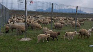 VIDEO - Carne de câine, vândută drept carne de miel