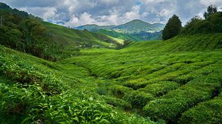 VIDEO - Verdețuri exotice cultivate &icirc;n serele rom&acirc;nești. Plantele sunt foarte căutate