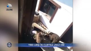 Trei urși &icirc;n curtea unui om