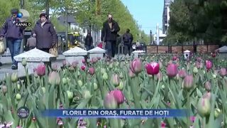 Florile din oraș, furate de hoți
