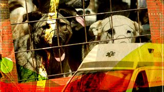 VIDEO - O femeie a ajuns la spital după ce a fost atacată de câini