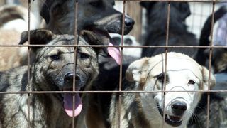 O femeie a ajuns la spital după ce a fost atacată de c&acirc;ini 