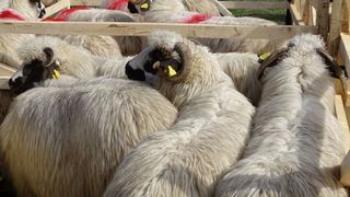 VIDEO - L&acirc;na de Țurcană ar putea fi certificată la nivel european