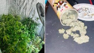 Un român și-a făcut o plantație de cannabis acasă. Cum l-a descoperit Poliția