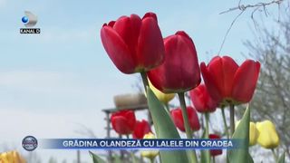Grădina Olandeză cu lalele din Oradea