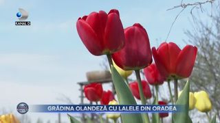 Gradina olandeza cu lalele din Oradea
