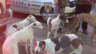 Trei bărbaţi din Dolj au fost prinşi la braconat. Indivizii aveau cinci câini din rasa ogar