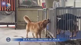 Si-a eliberat prietenii de joaca