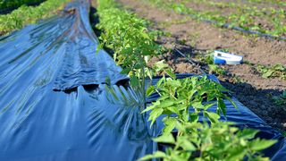 Cum scapi de buruieni fără să folosești ierbicide ?