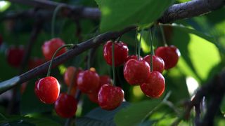 A început sezonul cireșelor, „aurul roșu” al României. Prețurile au explodat în supermarket-uri