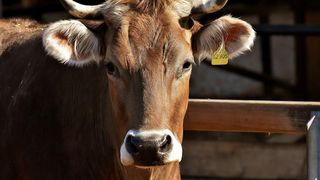 VIDEO | Prețul cărnii de vită a explodat. Mușchiul de vită a ajuns să coste 148 de lei/kilogram