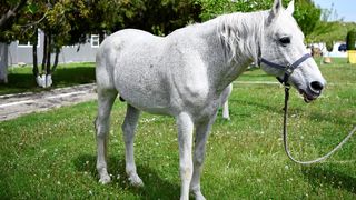 Șarlatan este calul oferit spre adopție de către Jandarmeria Rom&acirc;nă