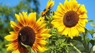 VIDEO - Criza uleiului a ajuns în Marea Britanie. Românii de acolo spun că rafturile magazinelor sunt goale