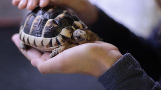 Cum să ai grijă de o broască țestoasă, într-un acvariu sau terariu