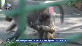 Maimuțele de la zoo, răsfățate cu...urzici