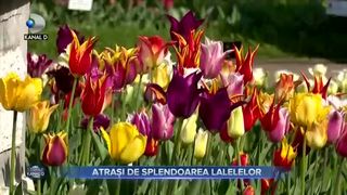 Atrași de splendoarea lalelelor