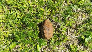 Un bărbat din Botoșani a găsit o grenadă în propria curte