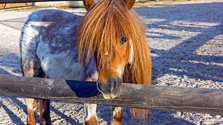 Un român s-a plimbat călare pe un ponei prin mijlocul unui oraș din Italia. Localnicii au solicitat revoltați intervenția poliției
