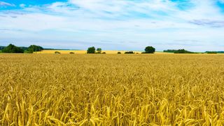 Rusia ar fi luat 400.000 de tone de cereale din teritoriul ocupat din Ucraina, acuză oficialii ucraineni