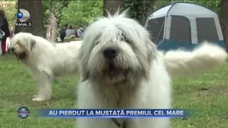 Au pierdut la mustata premiul cel mare