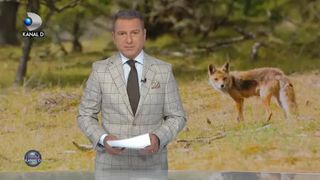 Foxy, prietena turistilor