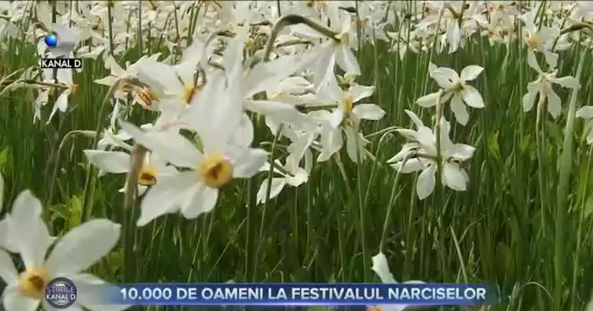 10 000 De oameni la festivalul narciselor - Stirile Kanal D