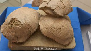 Țestoasele din Vaslui, care au trăit în urmă cu șapte milioane de ani, sunt expuse la muzeu